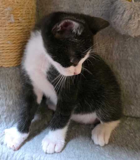 Adopter Yuzu