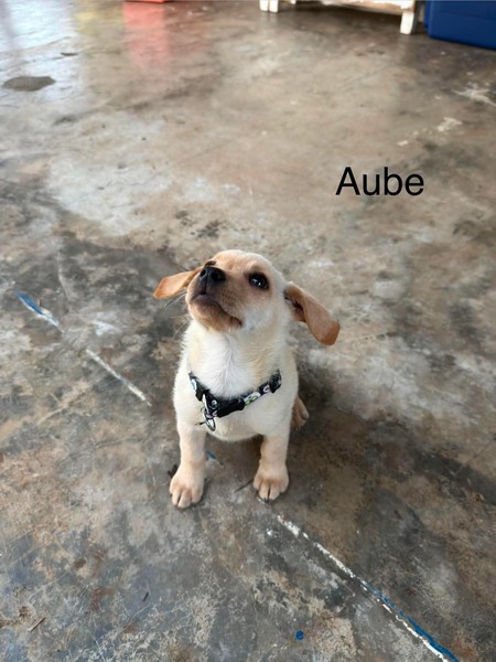 Adopter Aube