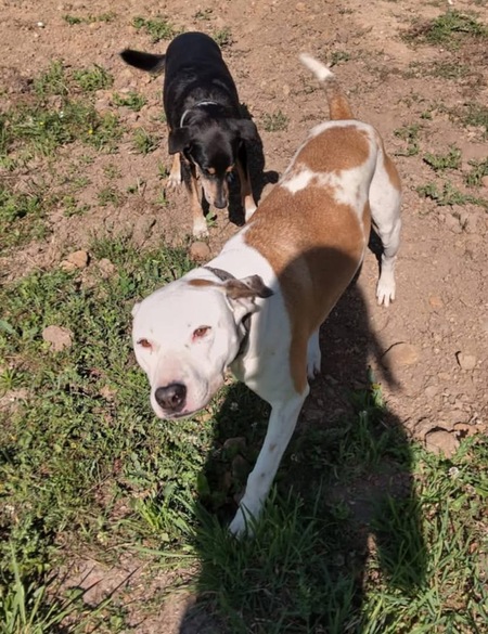 Adopter Romy