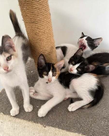 Adopter POUTIOU