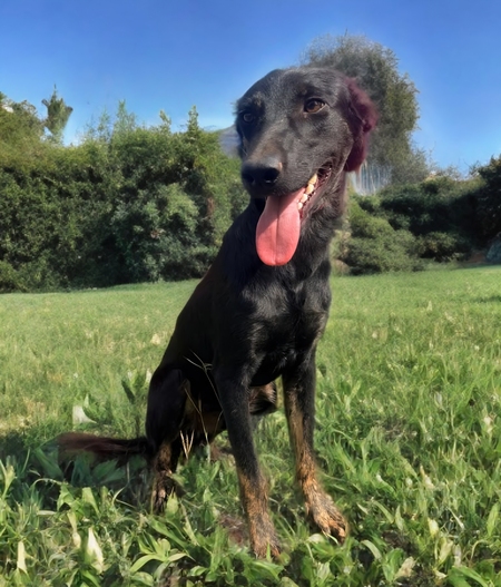 Adopter Austin