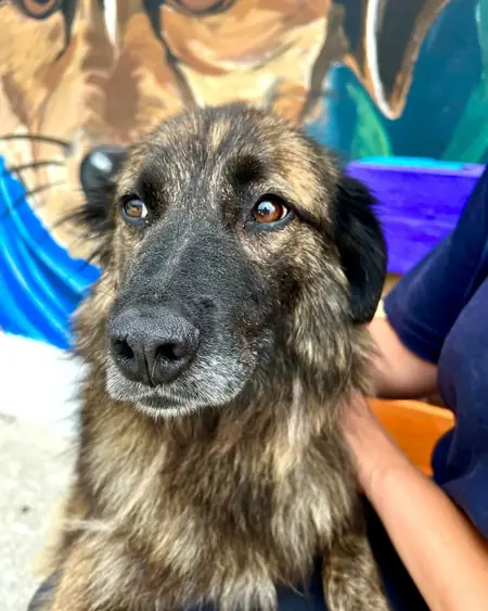 Adopter Sundy