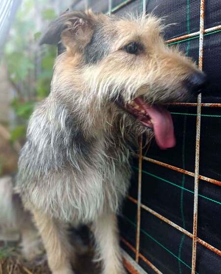 Adopter Sierra