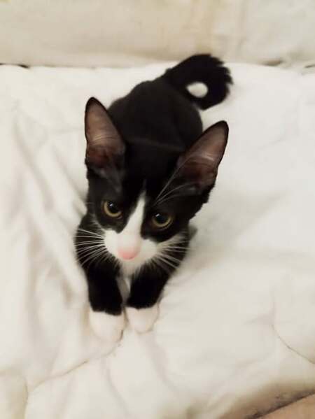 Adopter Milady