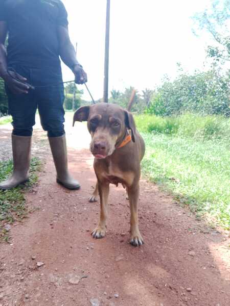 Adopter mali