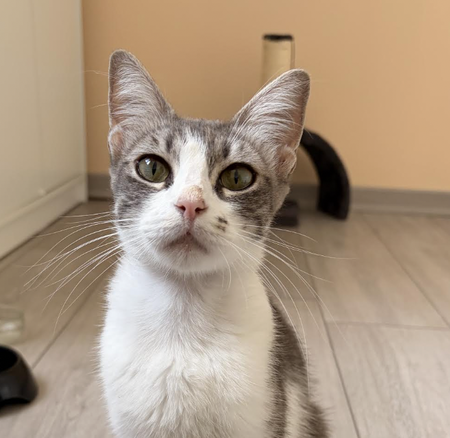 Adopter ANA