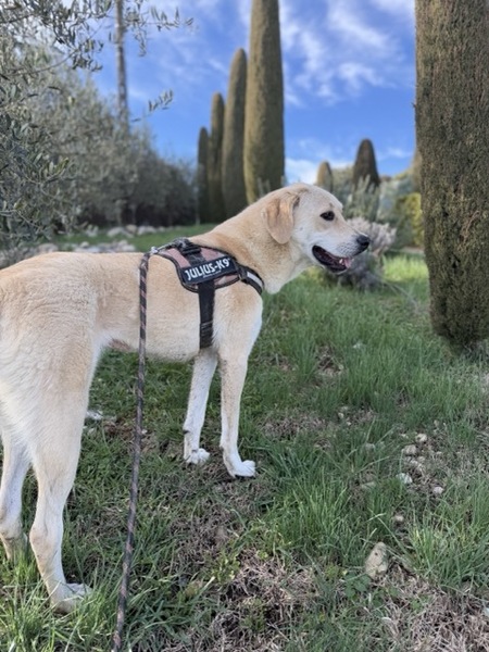 Adopter Liberty