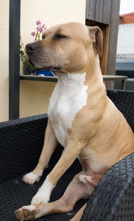 Adopter Paco