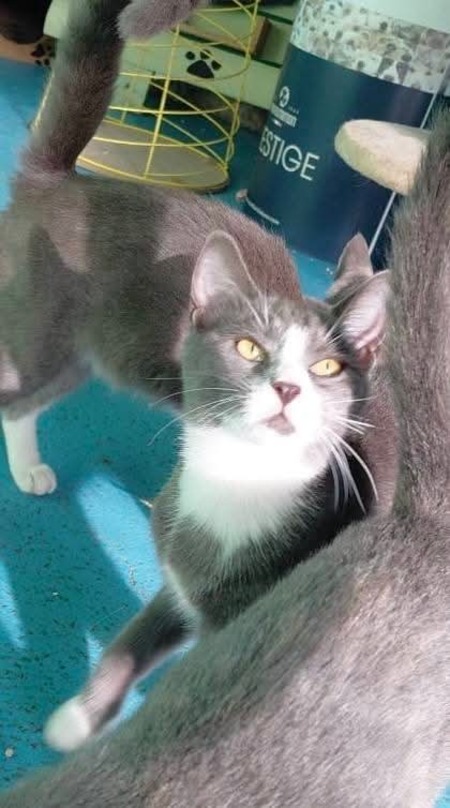 Adopter Gary