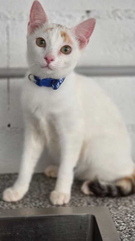 Adopter Nina