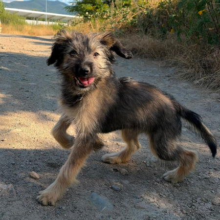 Adopter SONIA