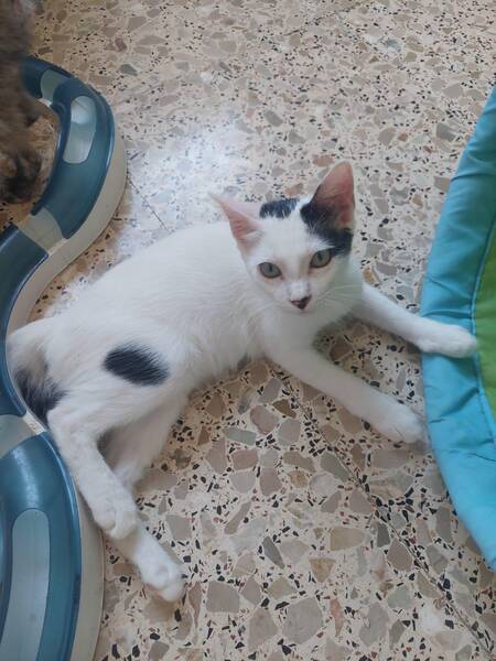 Adopter YUKI