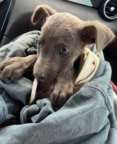 Adopter KOALA