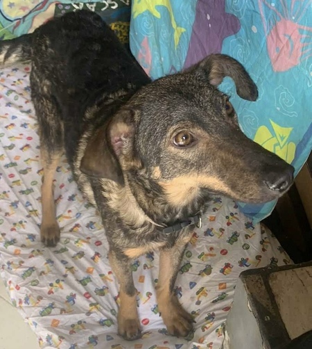 Adopter Jeffa