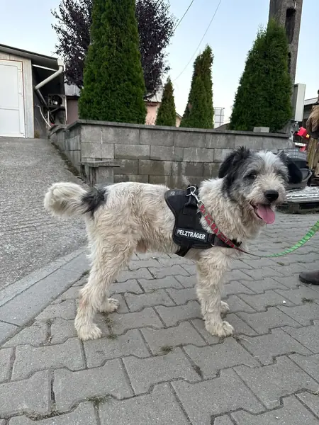 Adopter Remy