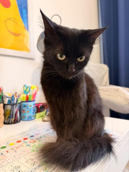 Adopter Cassie