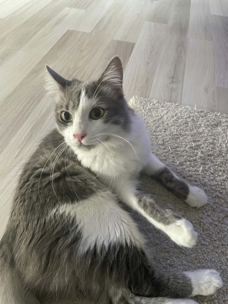 Adopter Shizo