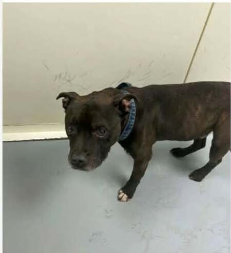 Adopter Lotus
