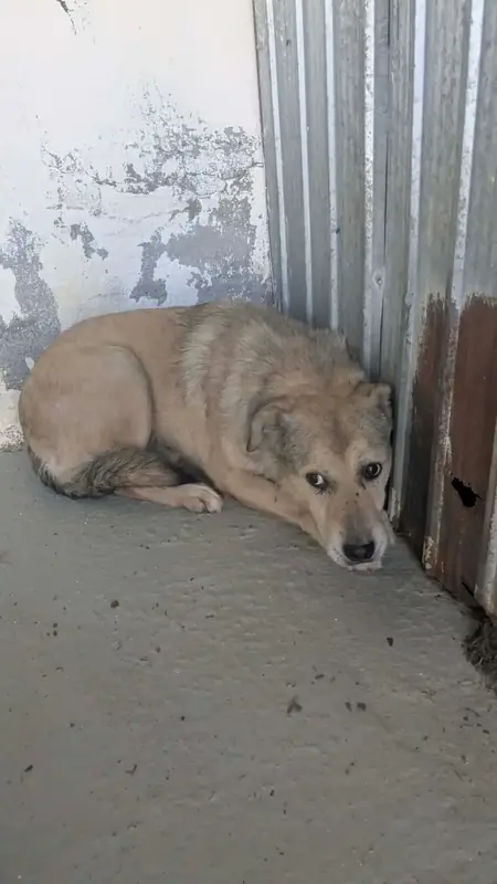 Adopter Lemon
