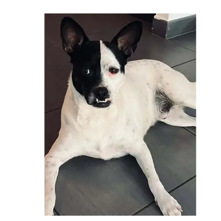 Adopter Pumba