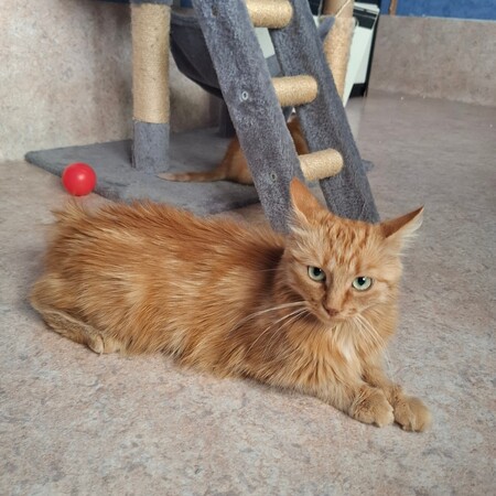 Adopter Mimi
