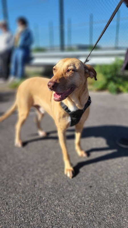 Adopter Fifi