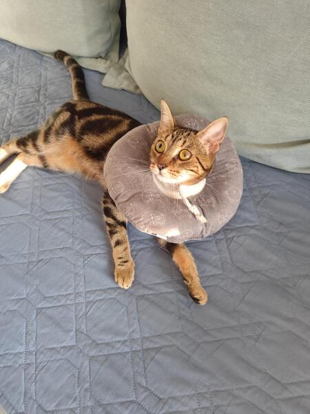 Adopter Isis