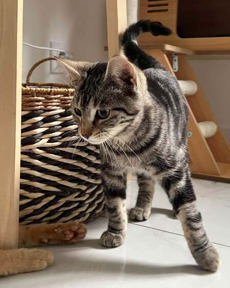Adopter Goyave 