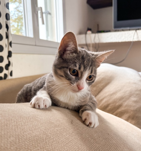 Adopter Bobun
