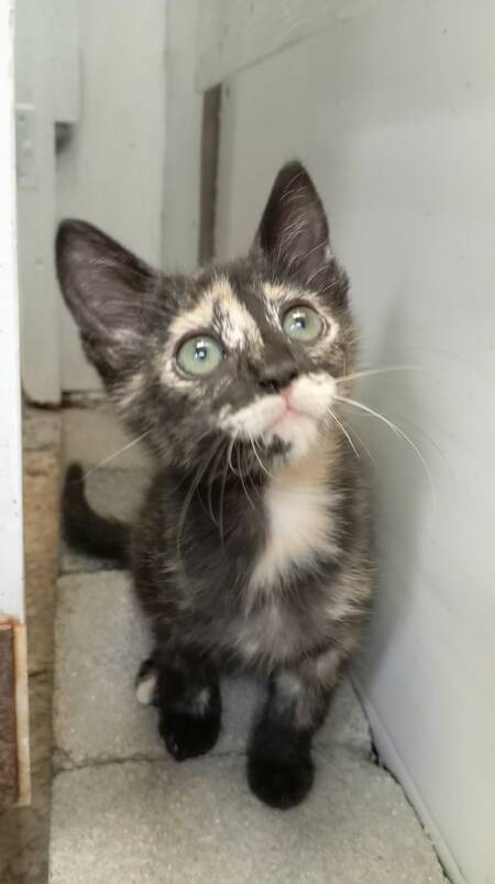 Adopter Cassiopee
