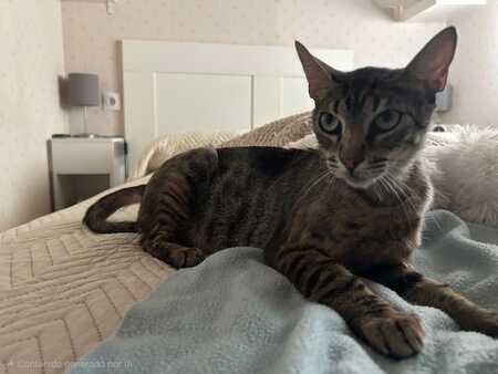 Adopter PEGGY