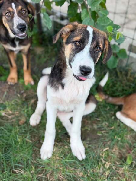 Adopter CAMELIA