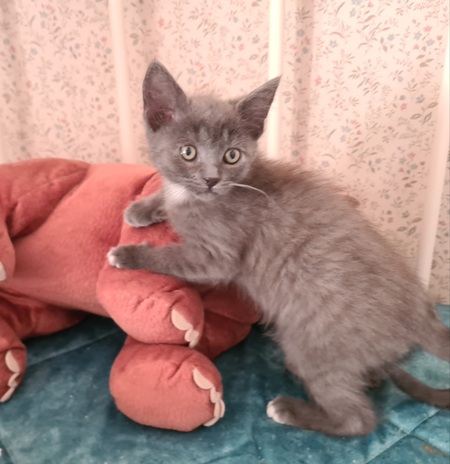 Adopter Maryse