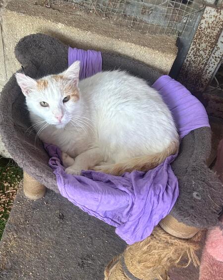 Adopter Chilin