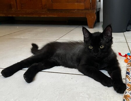 Adopter BONGO