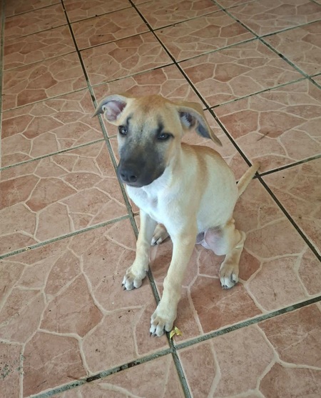 Adopter Princesse 