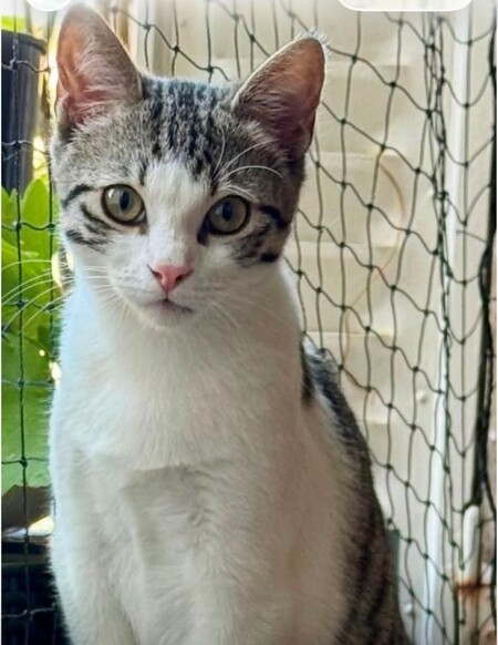 Adopter Kyushu