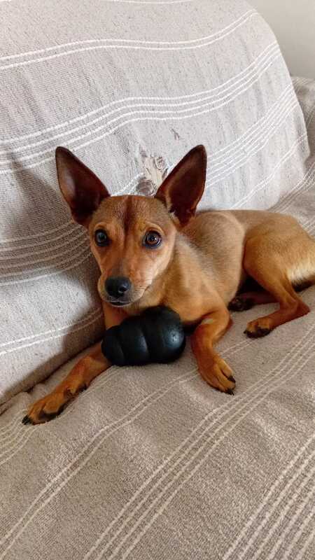Adopter Zelda