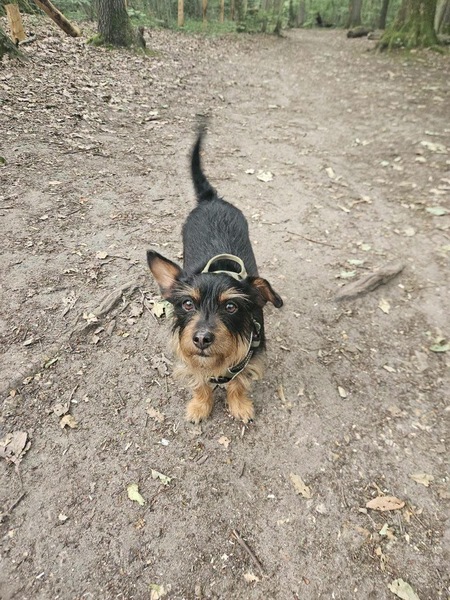 Adopter Mogwai