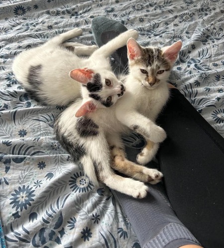 Adopter Truffo 