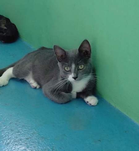 Adopter Grease