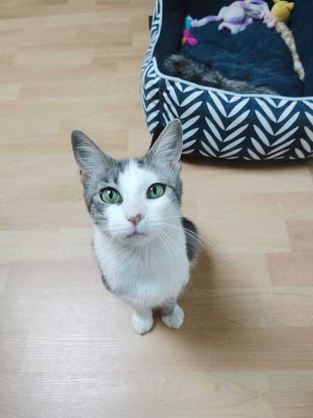 Adopter Aloé 