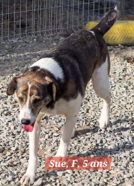 Adopter Sue