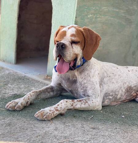 Adopter Scampy