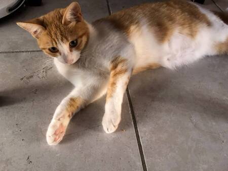 Adopter Dyna