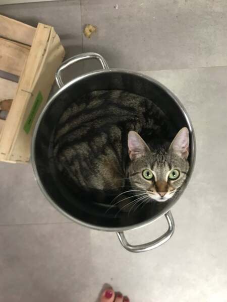 Adopter Athéna 