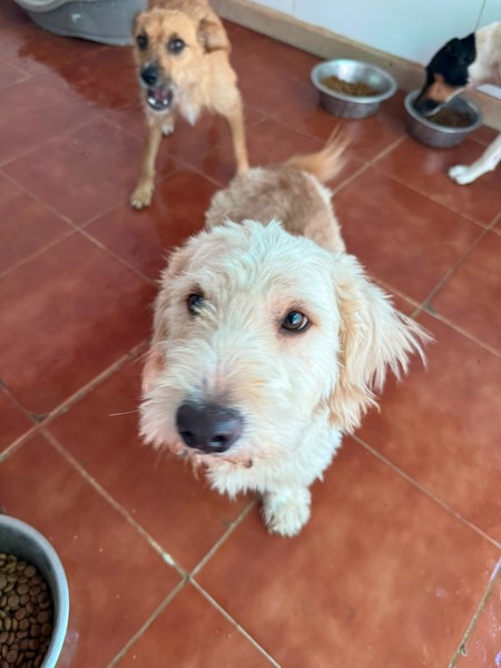 Adopter Pluto 