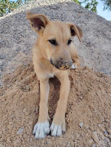 Adopter Cala