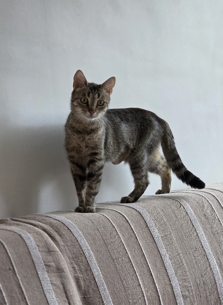 Adopter Nala