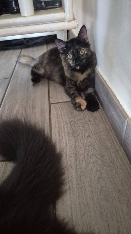 Adopter Hiphop 